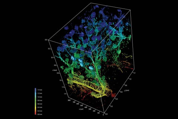 Platformă de Microscopie Confocală STELLARIS