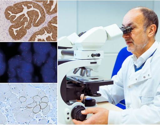 Anticorpi primari IHC